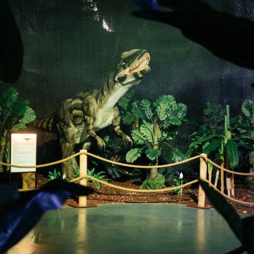The dinosaur exhibition takes you back millions of years